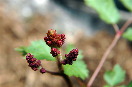 astilbe.jpg