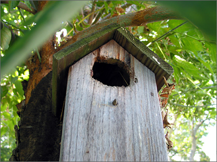 birdhouse.jpg