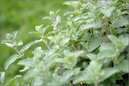 catmint2.jpg