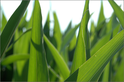 cornnstalks.jpg