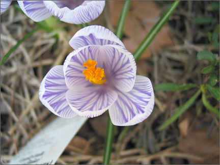 croci.jpg