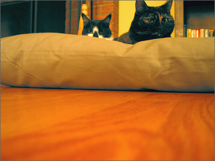 dogbed.jpg