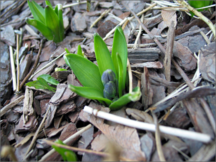 hyacinthbud.jpg