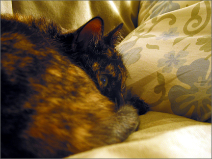 lazylucy.jpg