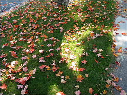 leaves.jpg