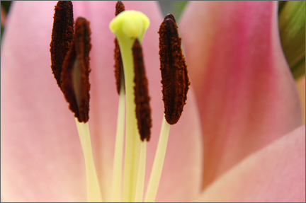 lilystamen.jpg