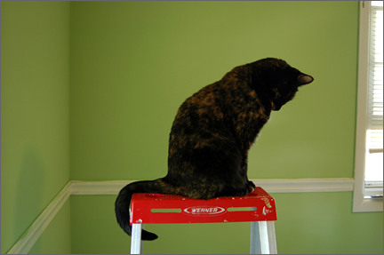 lucyatopladder.jpg