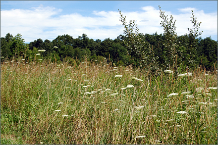 meadow.jpg