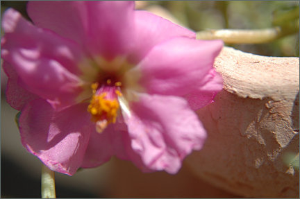 pinkportulaca.jpg