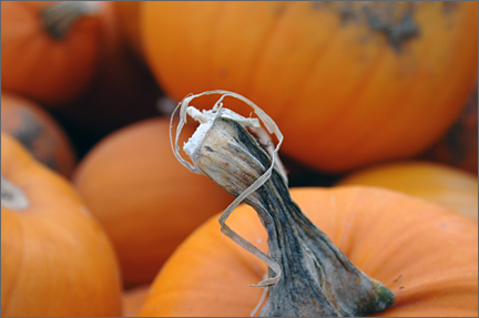 punkinstem.jpg