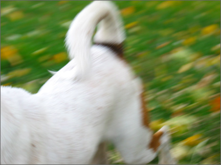 runningdog.jpg
