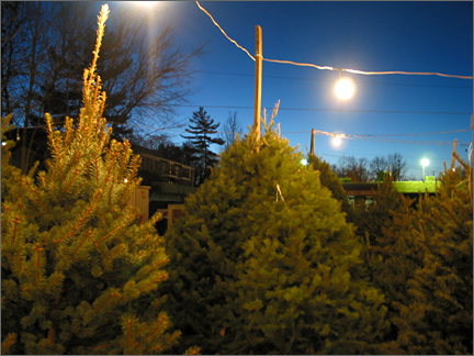 treeshopping.jpg