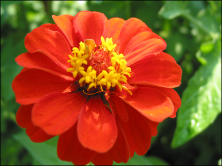 zinnia1.jpg