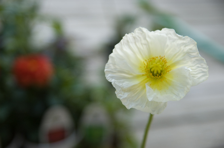 20090519-dsc_2788