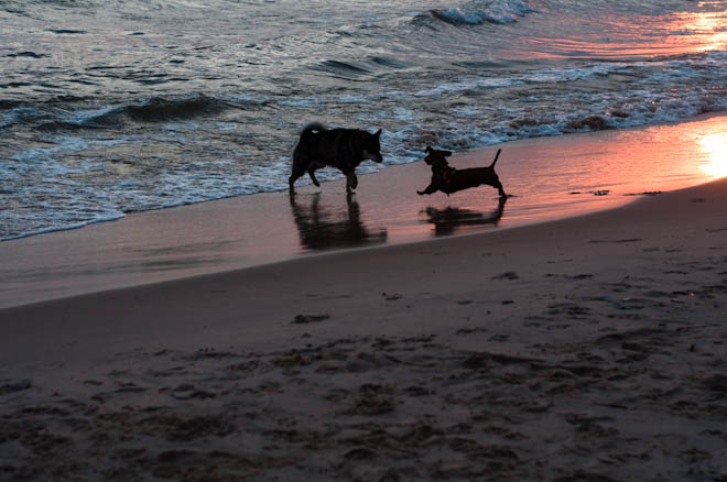 Perhaps the dog beach swan song