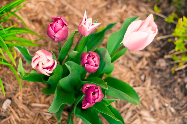 A study in tulips